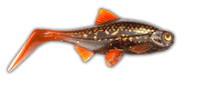 Load image into Gallery viewer, Kanalgratis Hooligan Roach Jnr 15cm NEW 2021 - Fishing Lures Ltd
